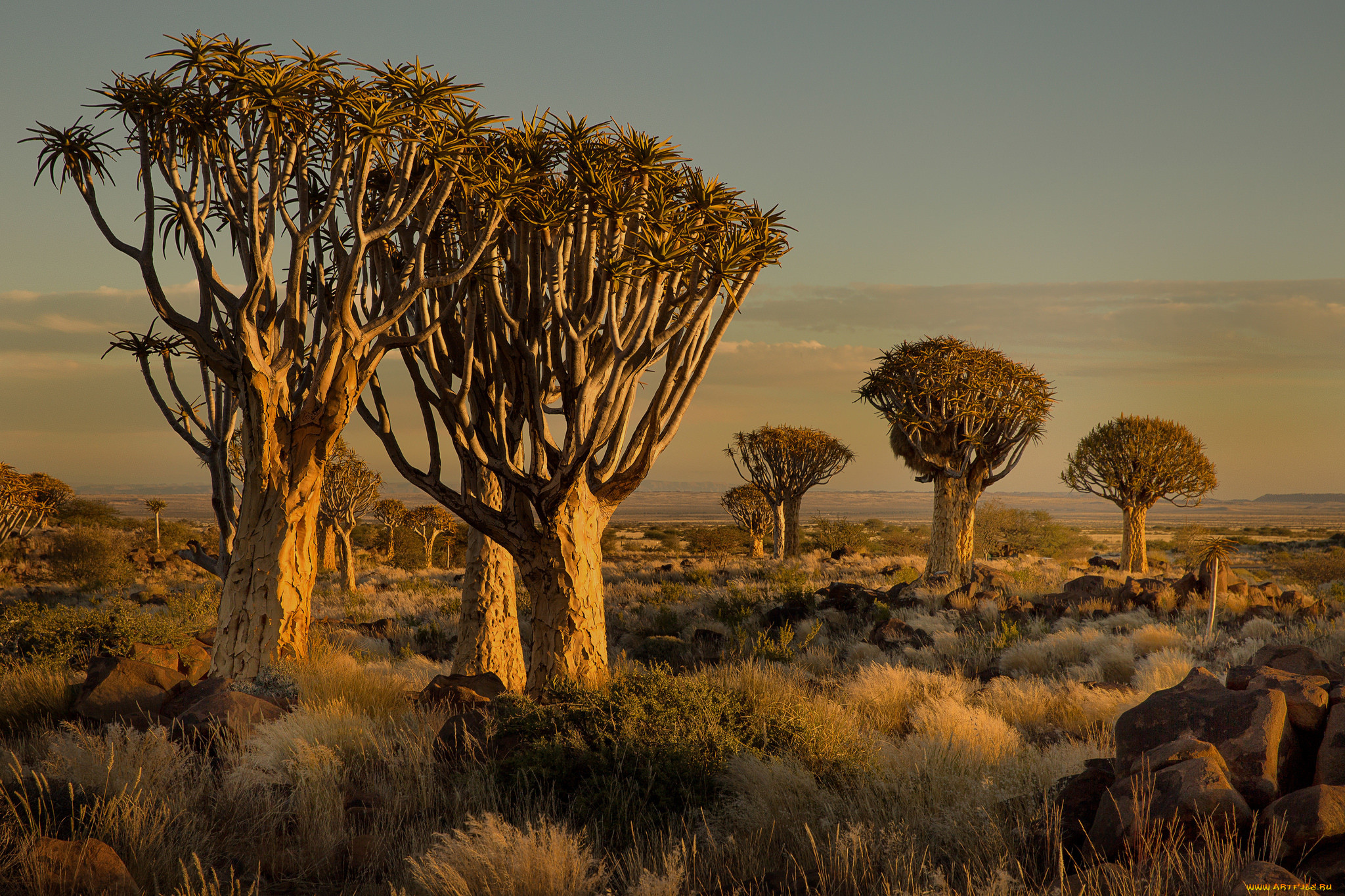 Растения восточной африки. Намибия Акация баобаб. Теуантепек Саванна. Намибия Калахари. Намибия Саванна.